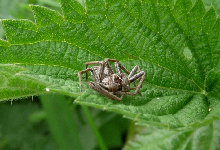 Pardosa sp.